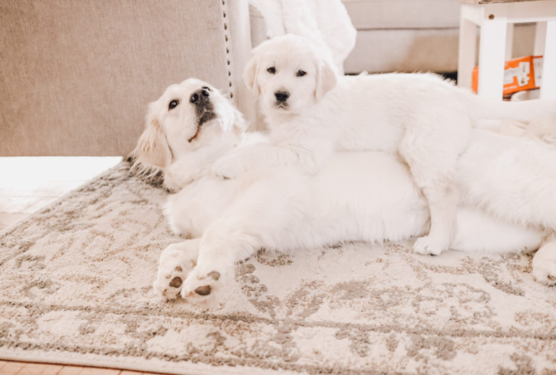 English Cream Retrievers FAQ